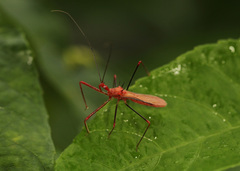 Ricolla quadrispinosa