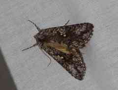 Syngrapha octoscripta