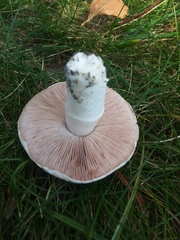 Fungi