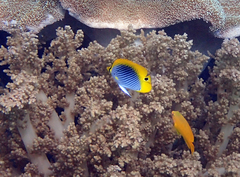 Chaetodon ocellicaudus