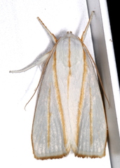 Cryptophasa flavolineata