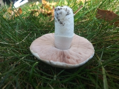 Fungi