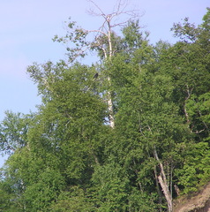 Corvus corax kamtschaticus