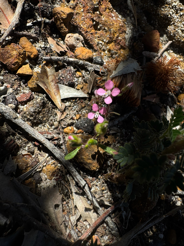Levenhookia stipitata (Levenhookia stipitata)
