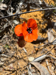 Drosera barbigera