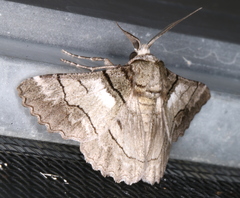 Hypobapta diffundens