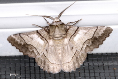 Hypobapta diffundens