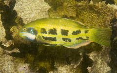 Heteroscarus acroptilus