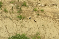 Corvus corax kamtschaticus