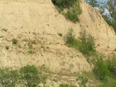 Corvus corax kamtschaticus