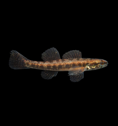 How to identify Etheostoma fusiforme (Girard, 1854)