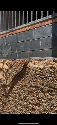 Water Python sighting