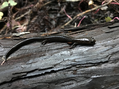 Plethodon elongatus