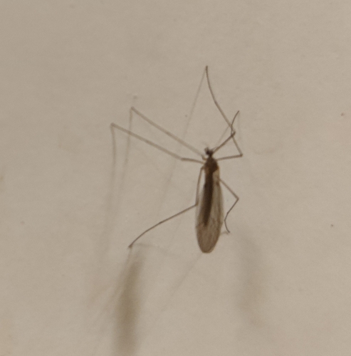 Unknown species found near New Baltimore, NY, USA