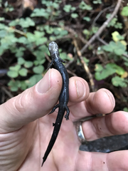 Plethodon elongatus