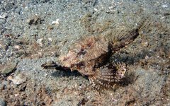 Eurypegasus draconis