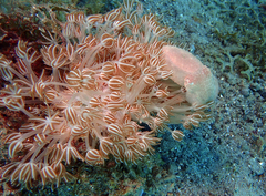 Sepia bandensis