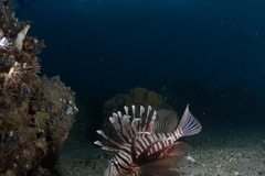 Pterois russelii