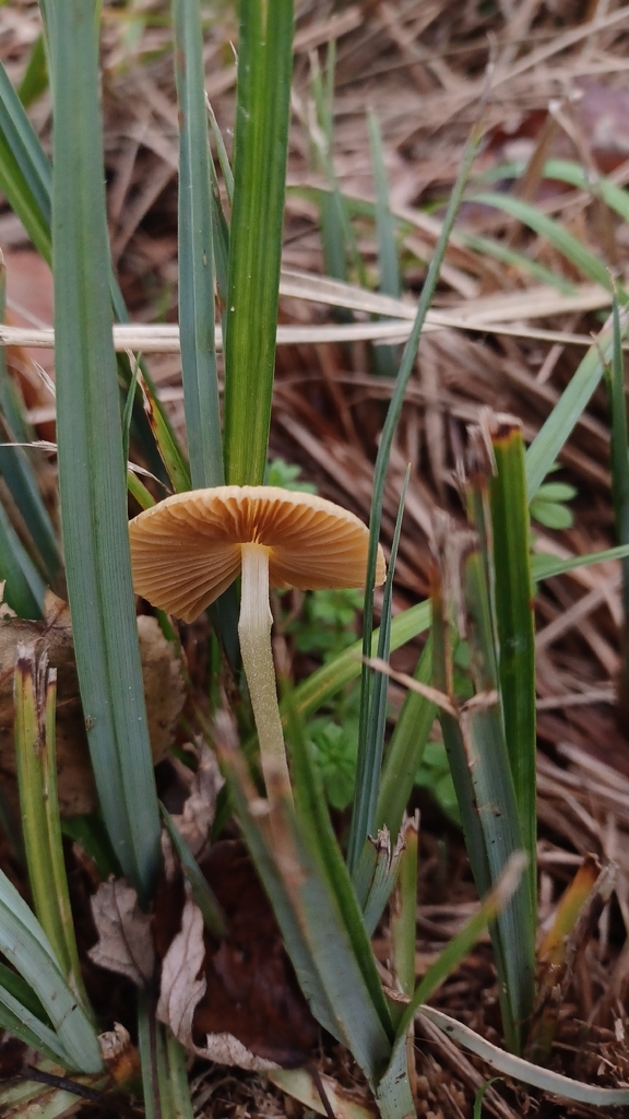 Bolbitius titubans · November 2025 · photo: © phil480 (iNaturalist, cc-by)