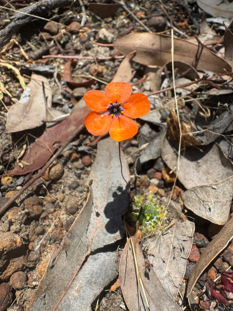 Drosera bindoon, Western Australia, AU