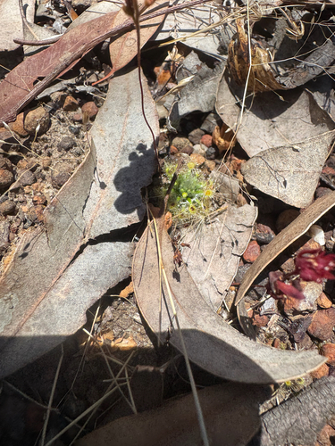 Drosera bindoon