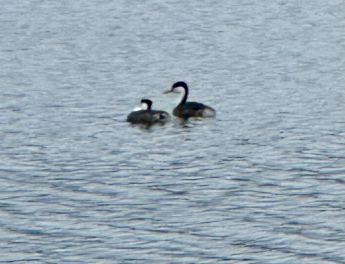 iNaturalist observation photo of Western Grebe