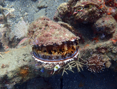 Spondylus varius