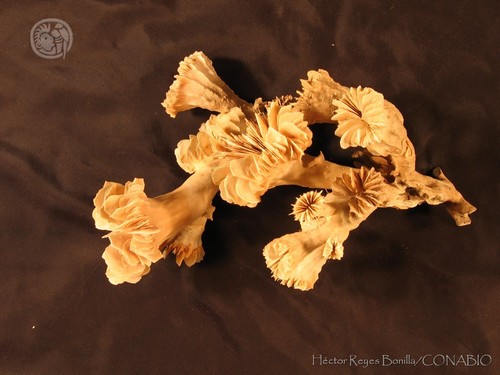 Representative image of Desmophyllum