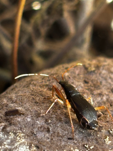 Martian Seed Bug photo 4