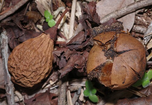 Eriotheca globosa, 2025-11-15