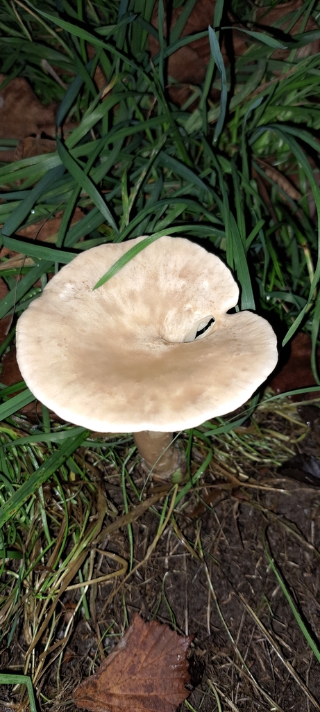 Infundibulicybe geotropa · November 2025 · photo: © john_ross4 (iNaturalist, cc0)