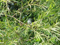 Sitta europaea albifrons