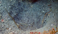 Dunckerocampus dactyliophorus