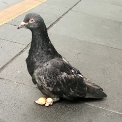 Columba livia domestica
