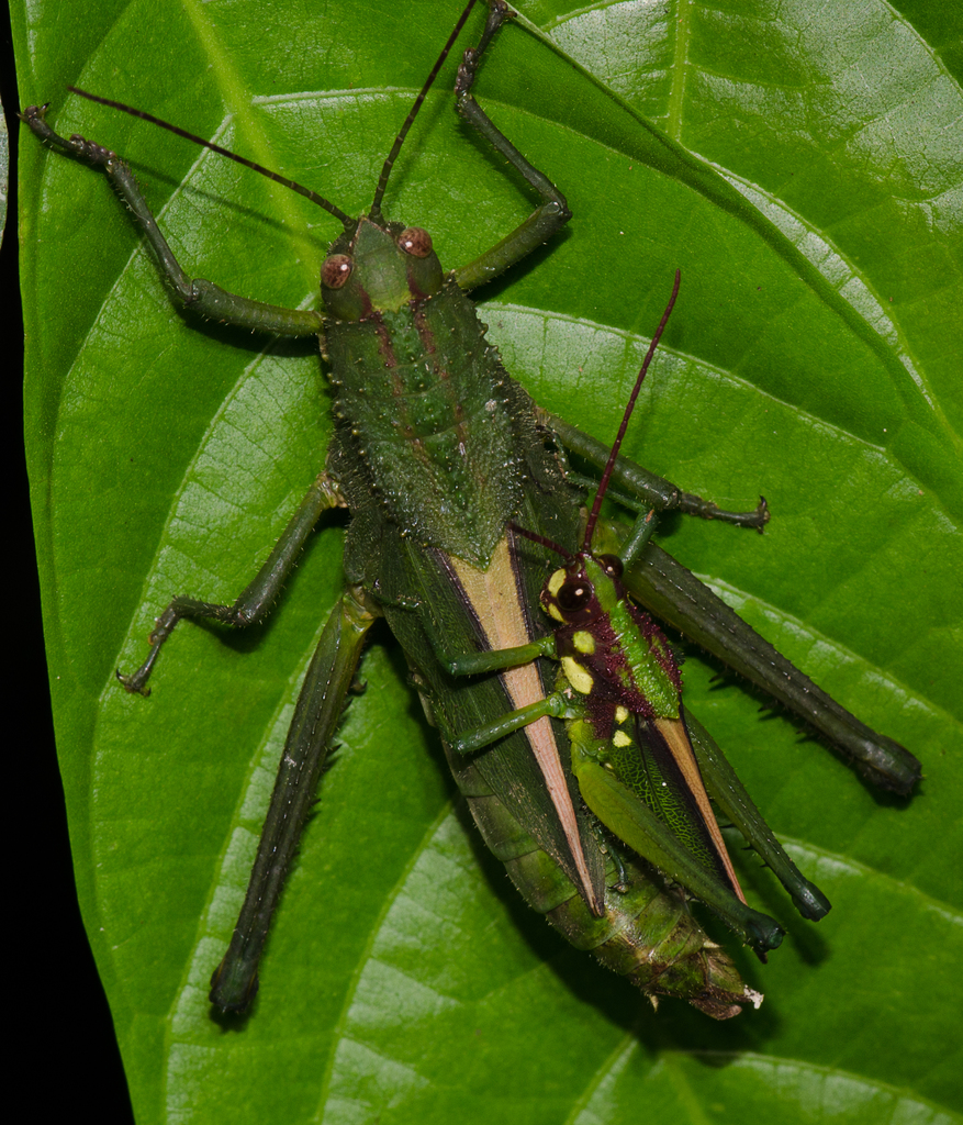 Agriacris magnifica