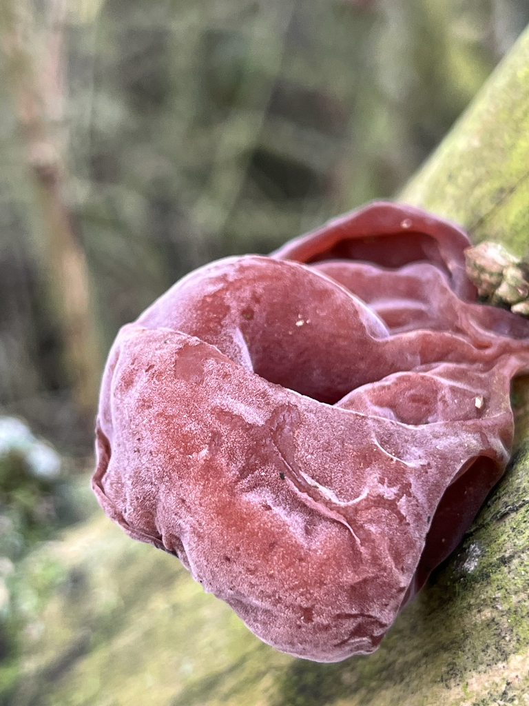 Auricularia auricula-judae · November 2025 · photo: © uxbridgebirder (iNaturalist, cc-by)