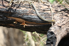 Lygophis lineatus