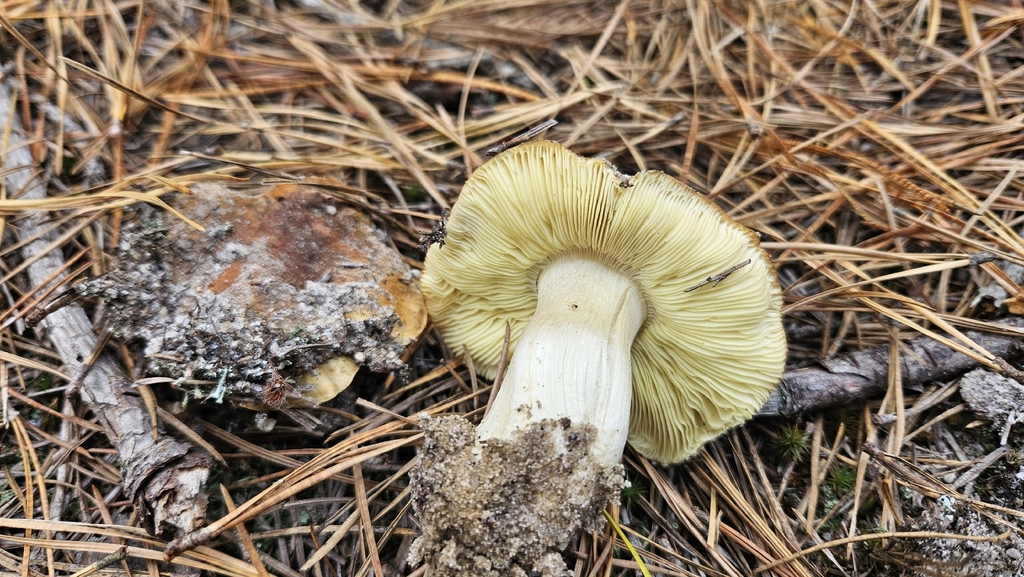 Tricholoma equestre · November 2025 · photo: © rust_bucket (iNaturalist, cc-by)