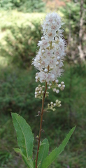 Spiraea alba alba