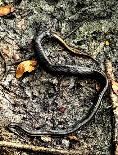 Five-striped Snake