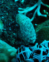 Sepia bandensis