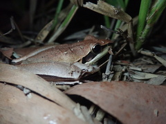 Litoria nigrofrenata