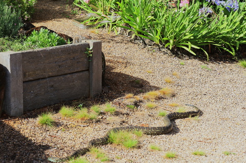 Coastal Carpet Python sighting