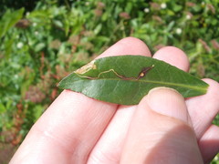 Liriomyza chenopodii
