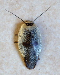 Gyna caffrorum