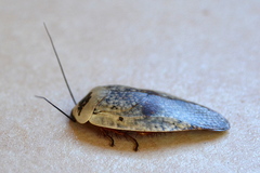 Gyna caffrorum