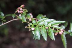 Azara lanceolata