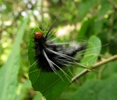 Halysidota ruscheweyhi