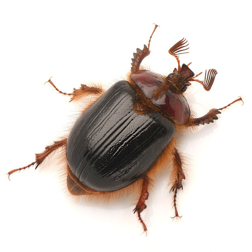 Pleocoma callisto