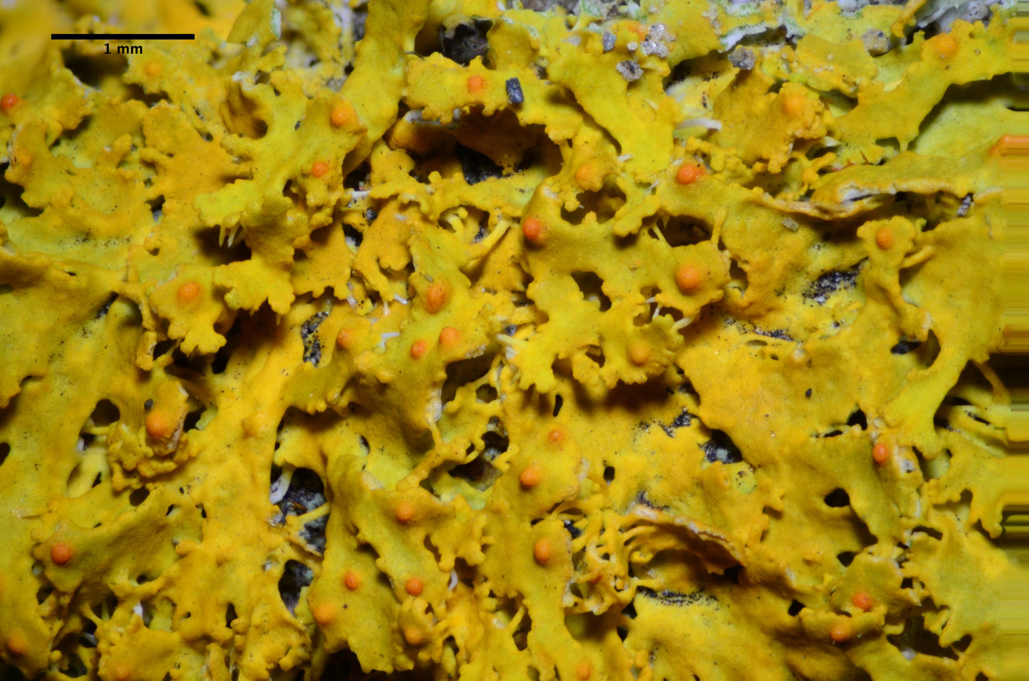 Xanthomendoza image